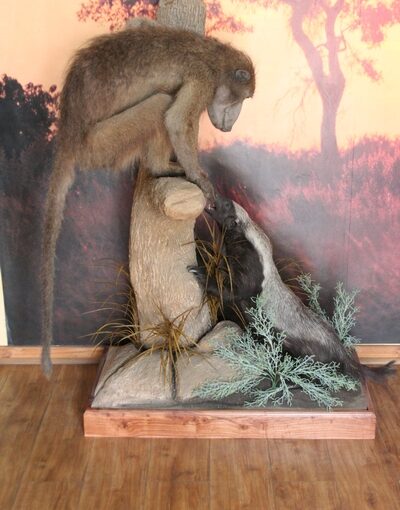 Baboon-and-Honey-Badger (1)