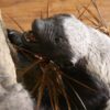 Baboon and Honey Badger Gallery 3