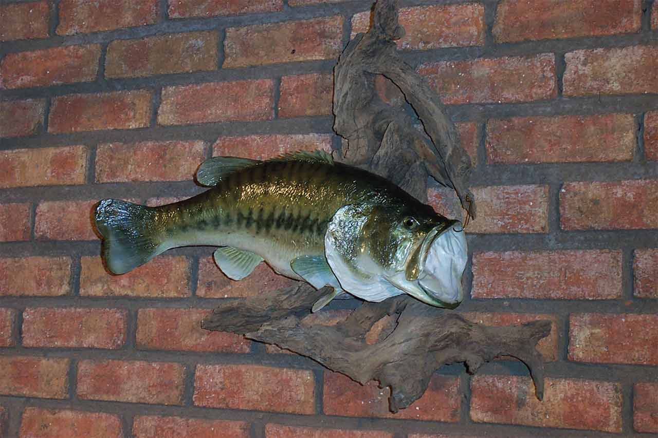 Fish-Large-Mouth-Bass