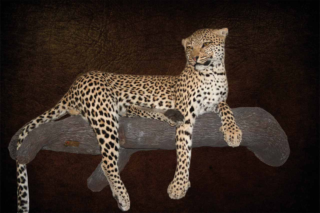 Leopard-Lying-on-Log-looking-over-Shoulder