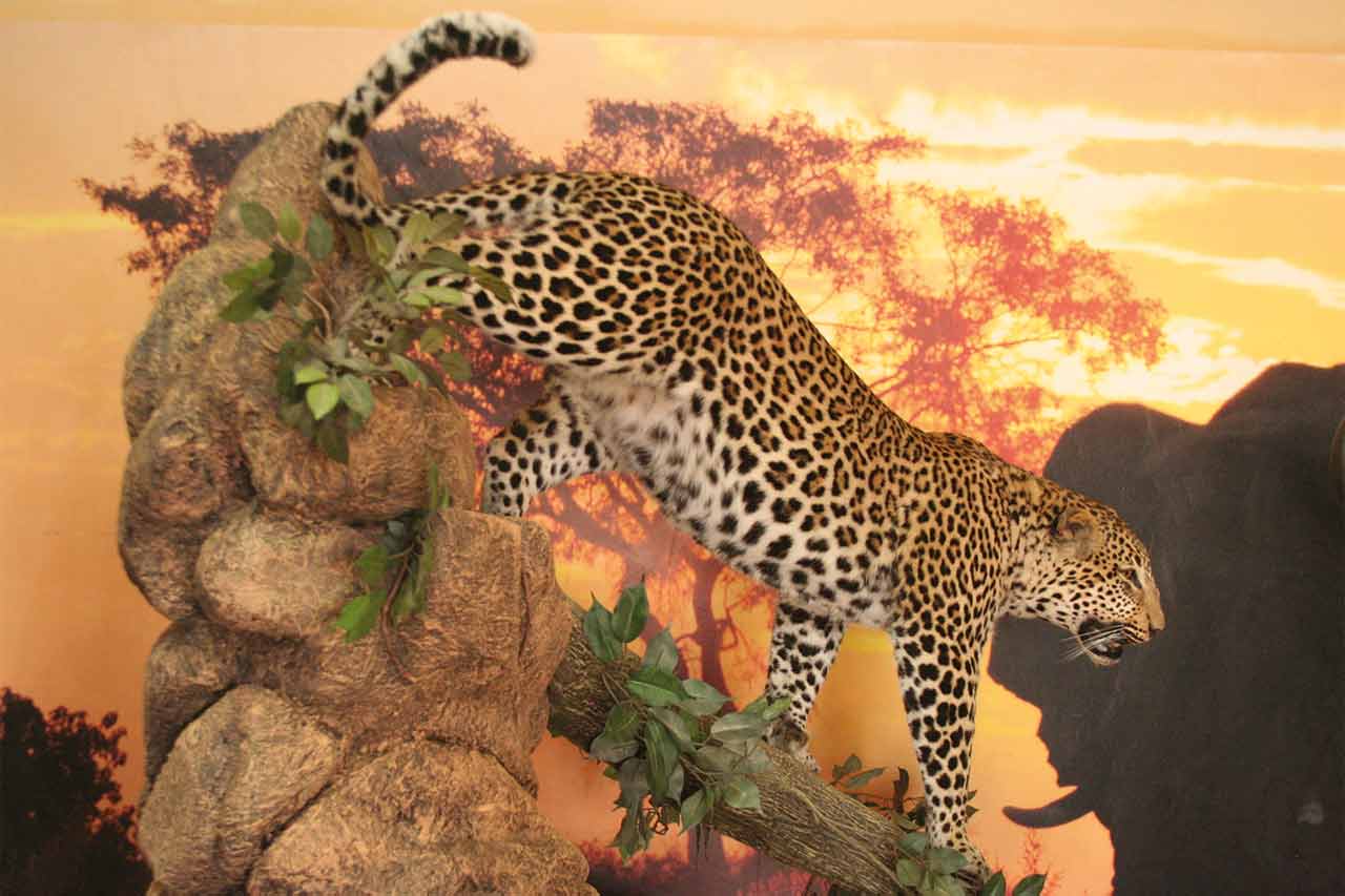 Leopard-on-Pedestal-Climbing-Down-Log