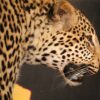 Leopard on Pedestal Climbing Down Log Gallery 1