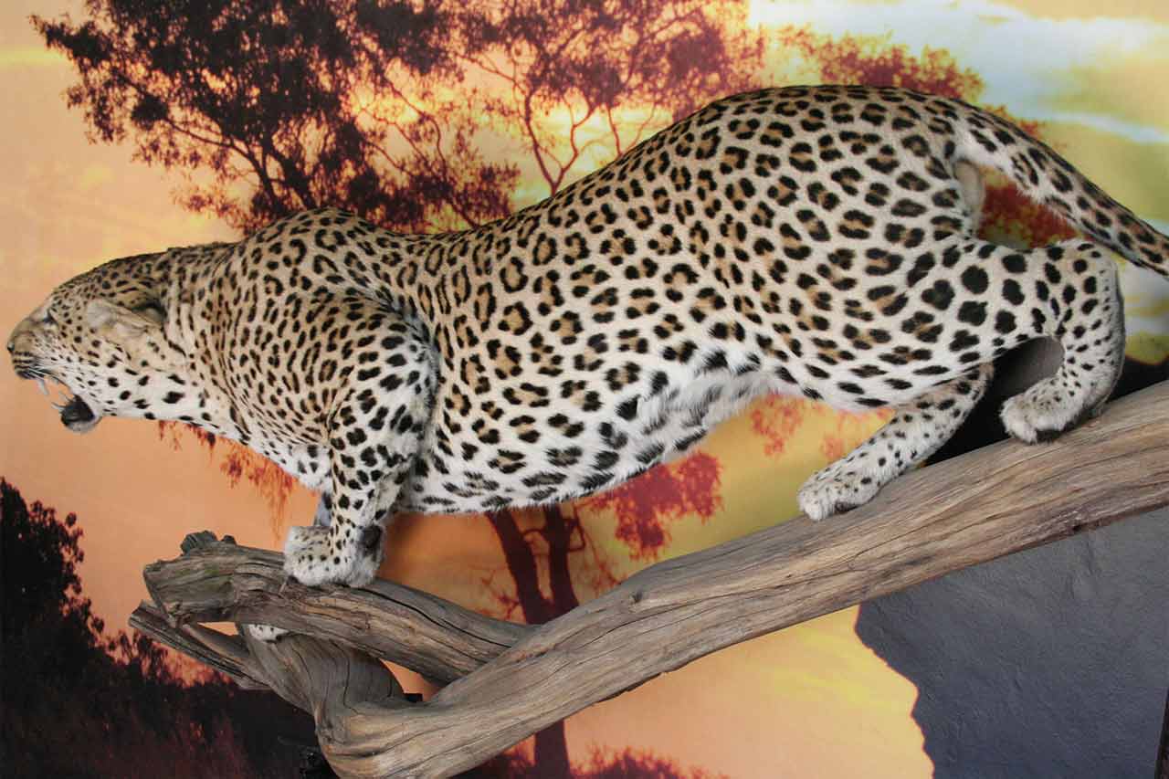 leopard-stalking