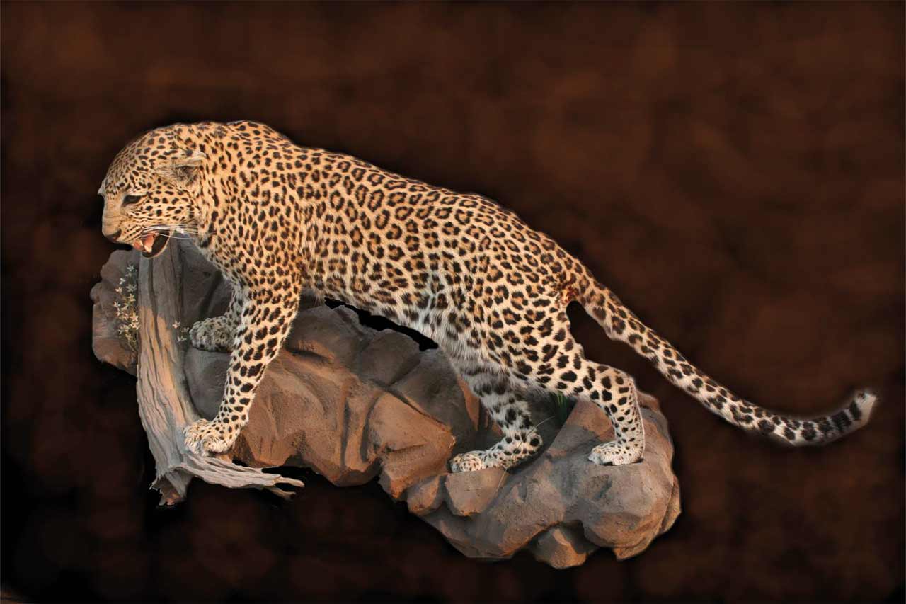 leopard-standing-on-rock-agressive