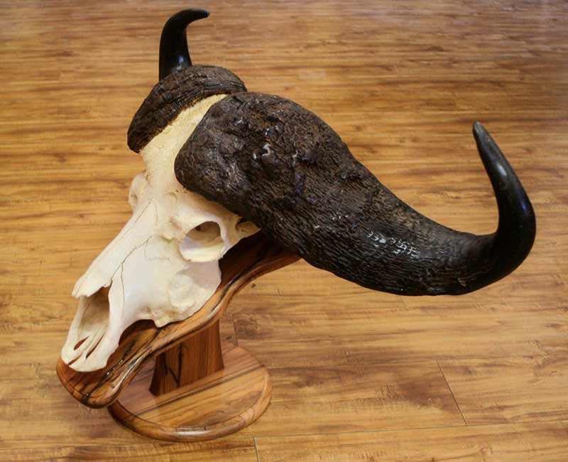 Buffalo-skull-on-teak-pedestal-main