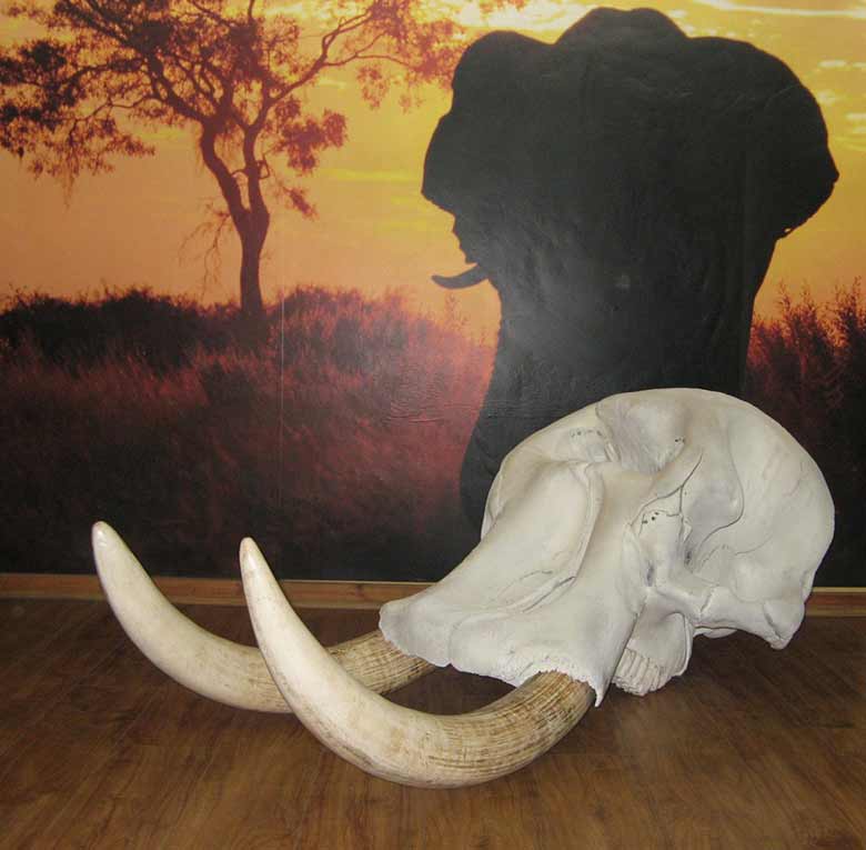 Elephant-skull-and-replica-tusks-Main