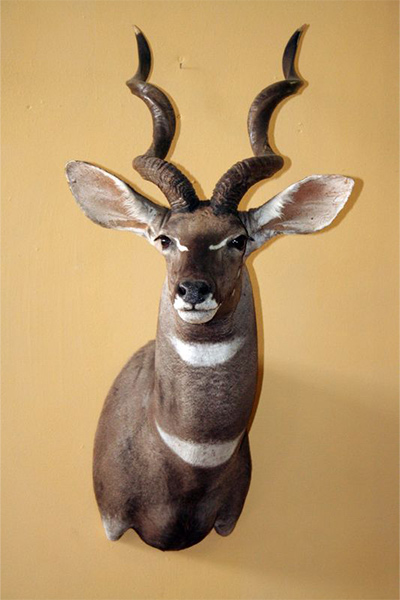 Lesser-kudu-shoulder-mount-sa