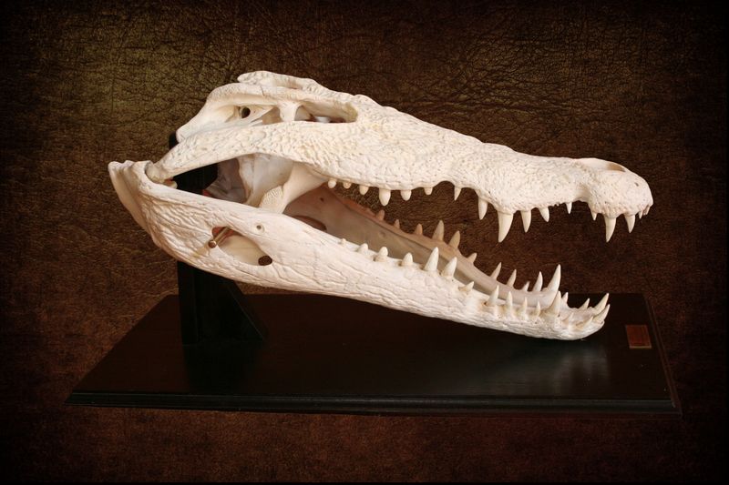 croc- skull- pedestal