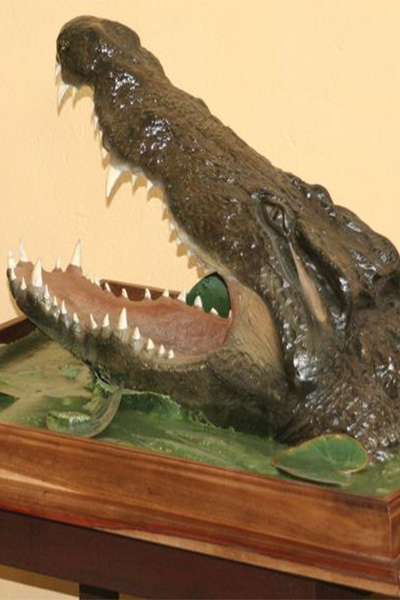 Crocodile Head mount out the water Gallery 2