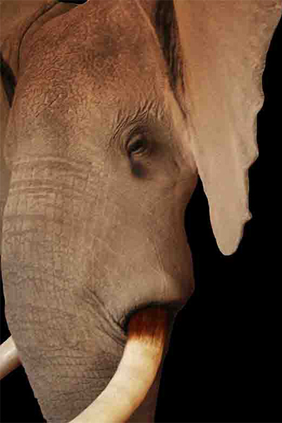 elephant-face-mount-sa