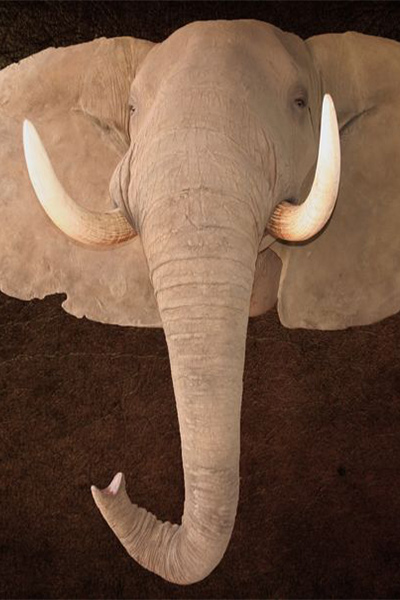 elephant-shoulder-trunk-down-sa