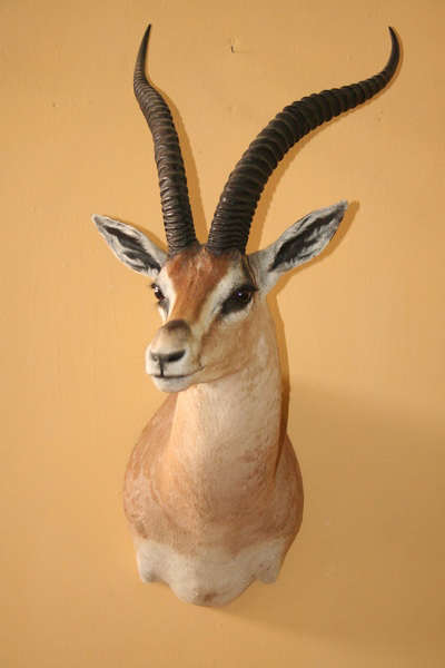 grants-gazelle-shoulder-mount-sa
