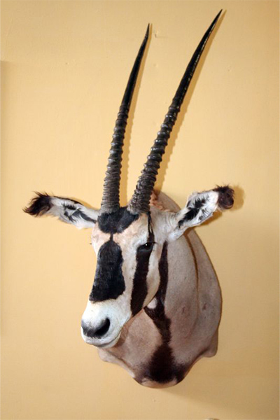oryx-tanzania-shoulder-mount-sa