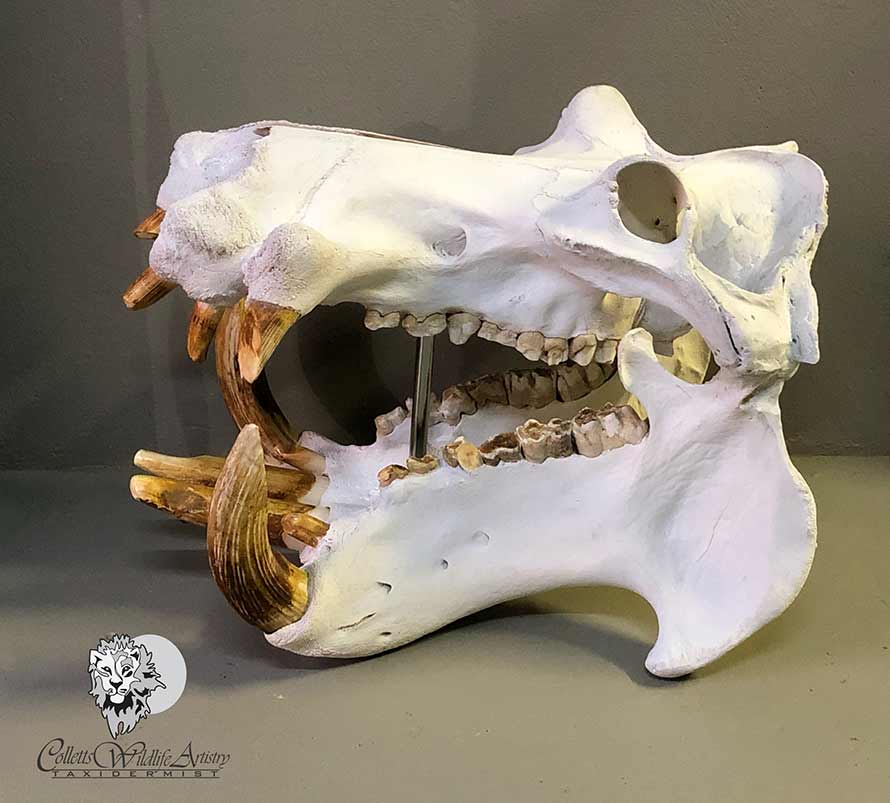 Hippo-skull-open-mouth