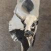 nguni-on-cement-coated-afrikaaner-skull
