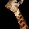 Giraffe-Full-mount-standing-Gallery
