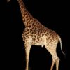 Giraffe-Full-mount-standing-Main