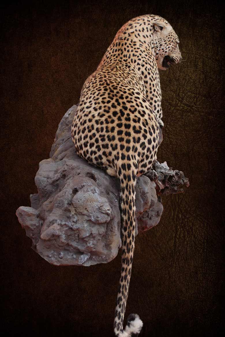 Leopard-Lying-on-rock