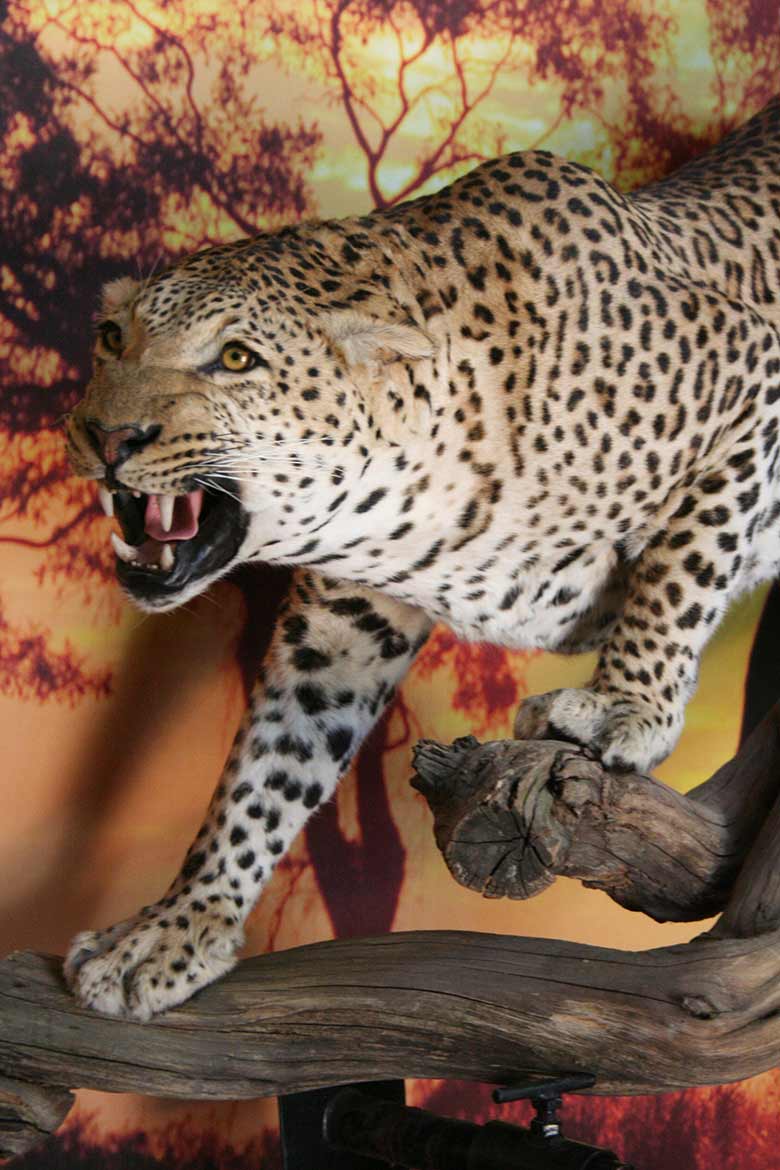 Leopard-Stalking--on-log
