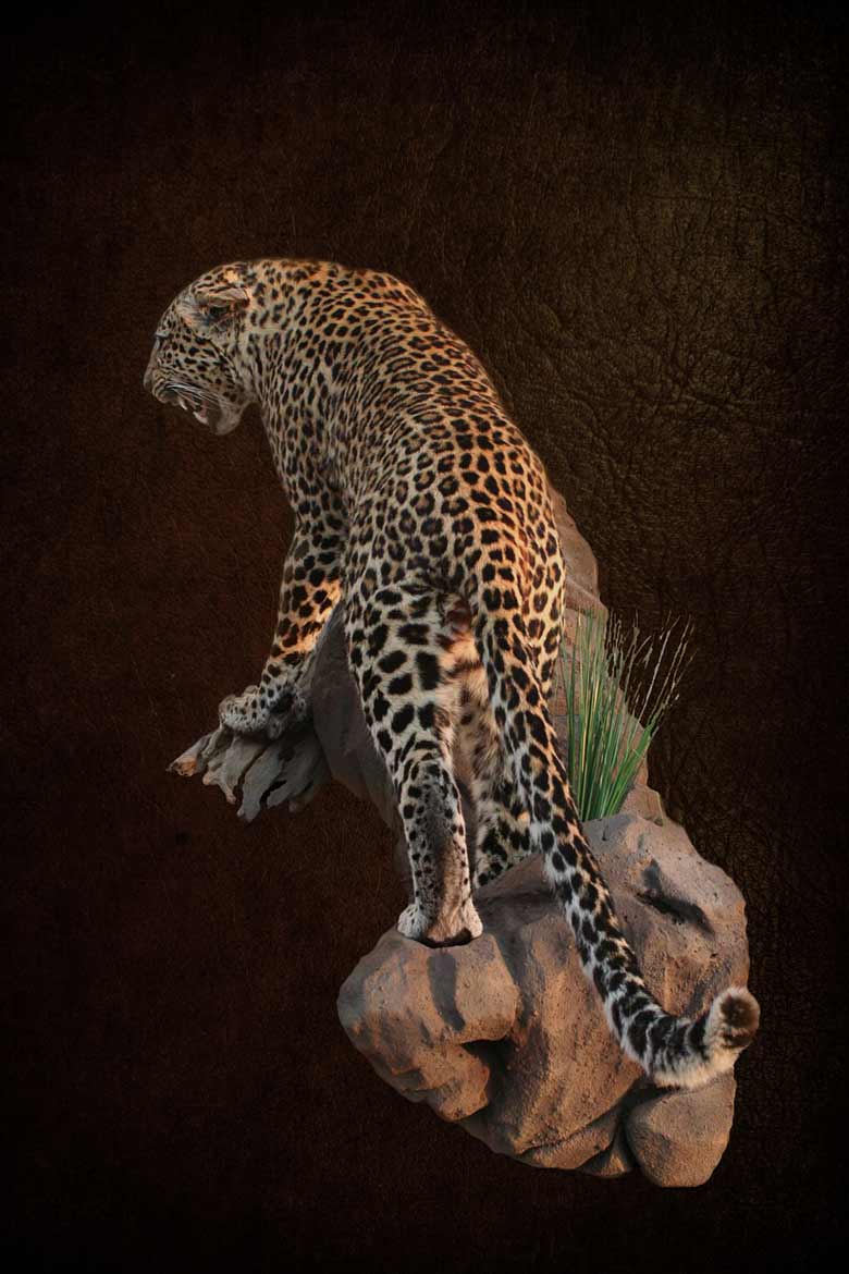 Leopard-Standing-on-rock-agressive-Main