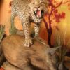 Leopard-on-Pedestal-with-Bushpig-kill-Gallery1