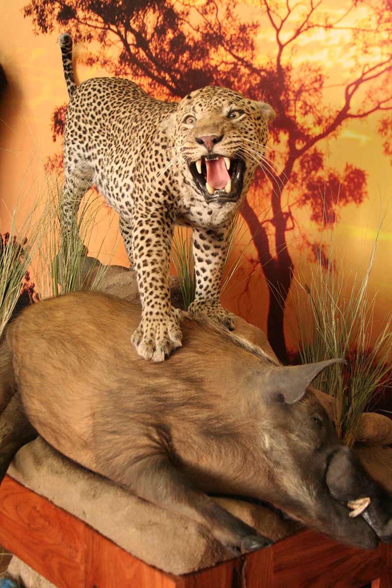 Leopard-on-Pedestal-with-Bushpig-kill-Gallery1