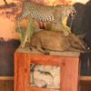 Leopard-on-Pedestal-with-Bushpig-kill-Gallery2