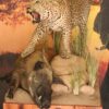 Leopard-on-Pedestal-with-Bushpig-kill-Main