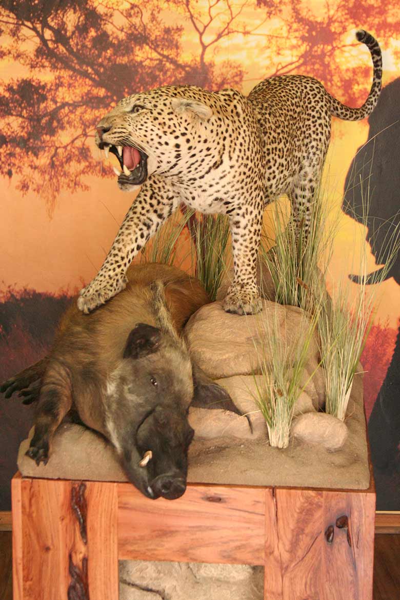 Leopard-on-Pedestal-with-Bushpig-kill-Main
