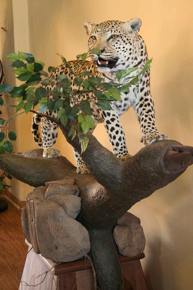 Leopard-standing-on-tree-Pedestal-