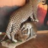 Leopard-with-Klipspringer-kill-Gallery1