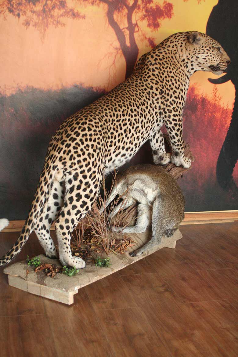 Leopard-with-Klipspringer-kill-Gallery1