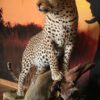 Leopard-with-Klipspringer-kill-main