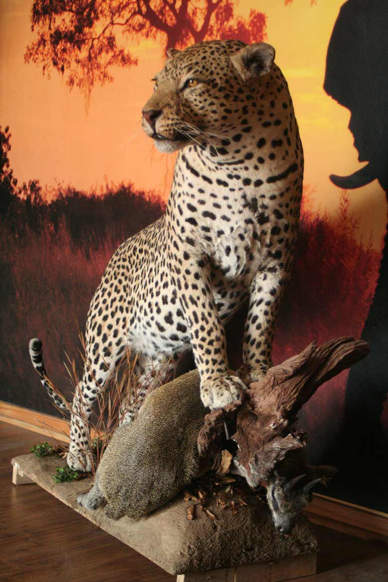 Leopard-with-Klipspringer-kill-main