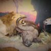 Lion on Buffalo Kill Gallery 2