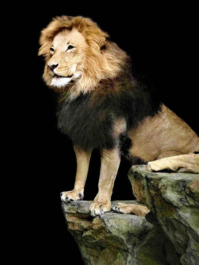 Lion sitting