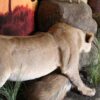 Lioness-Protecting-kill-Gallery2