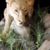 Lioness-Protecting-kill-Gallery3
