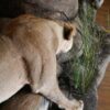 Lioness-Protecting-kill-Gallery4