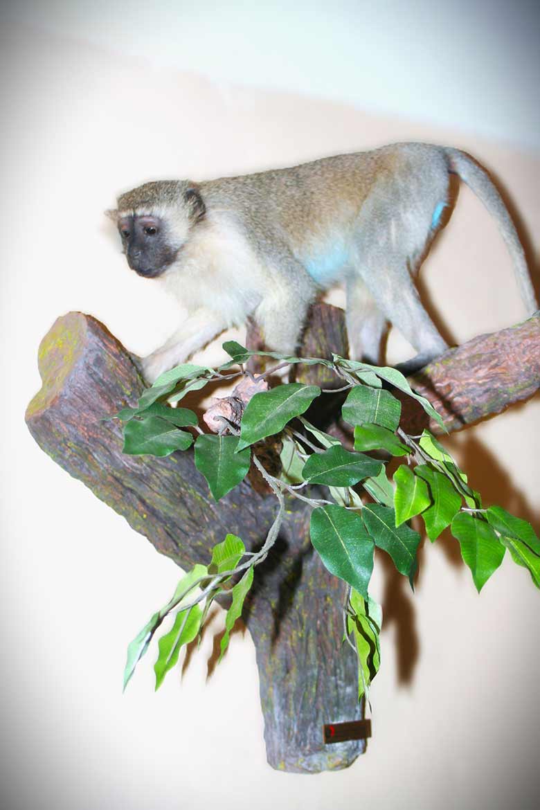 Vervet-Monkey-Standing-on-a-Branch1