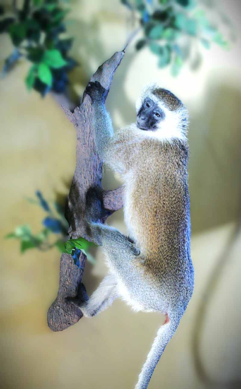 Vervet Monkey Standing on a Tree Branch
