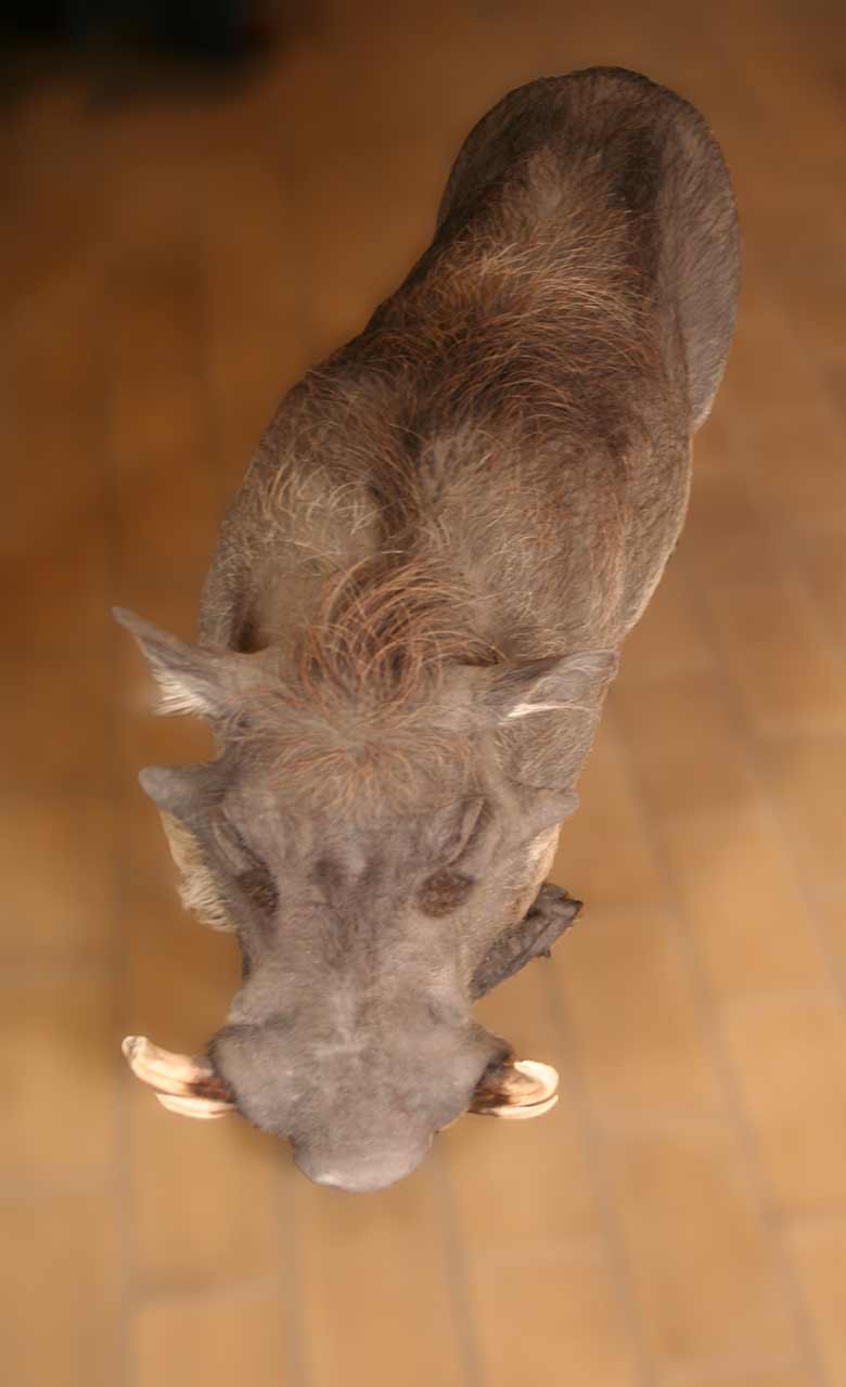 Warthog-feeding-freestanding-1