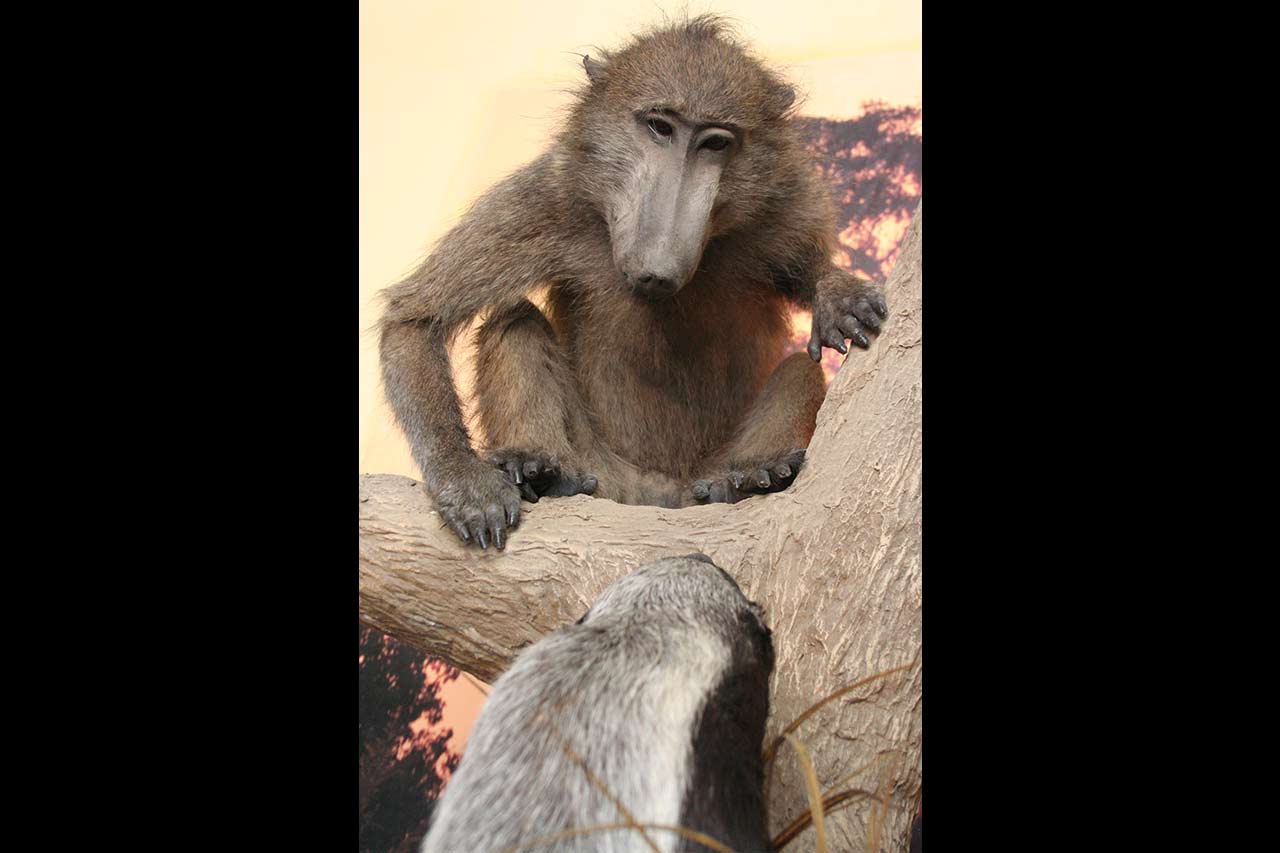 baboon-and-honey-badger-3