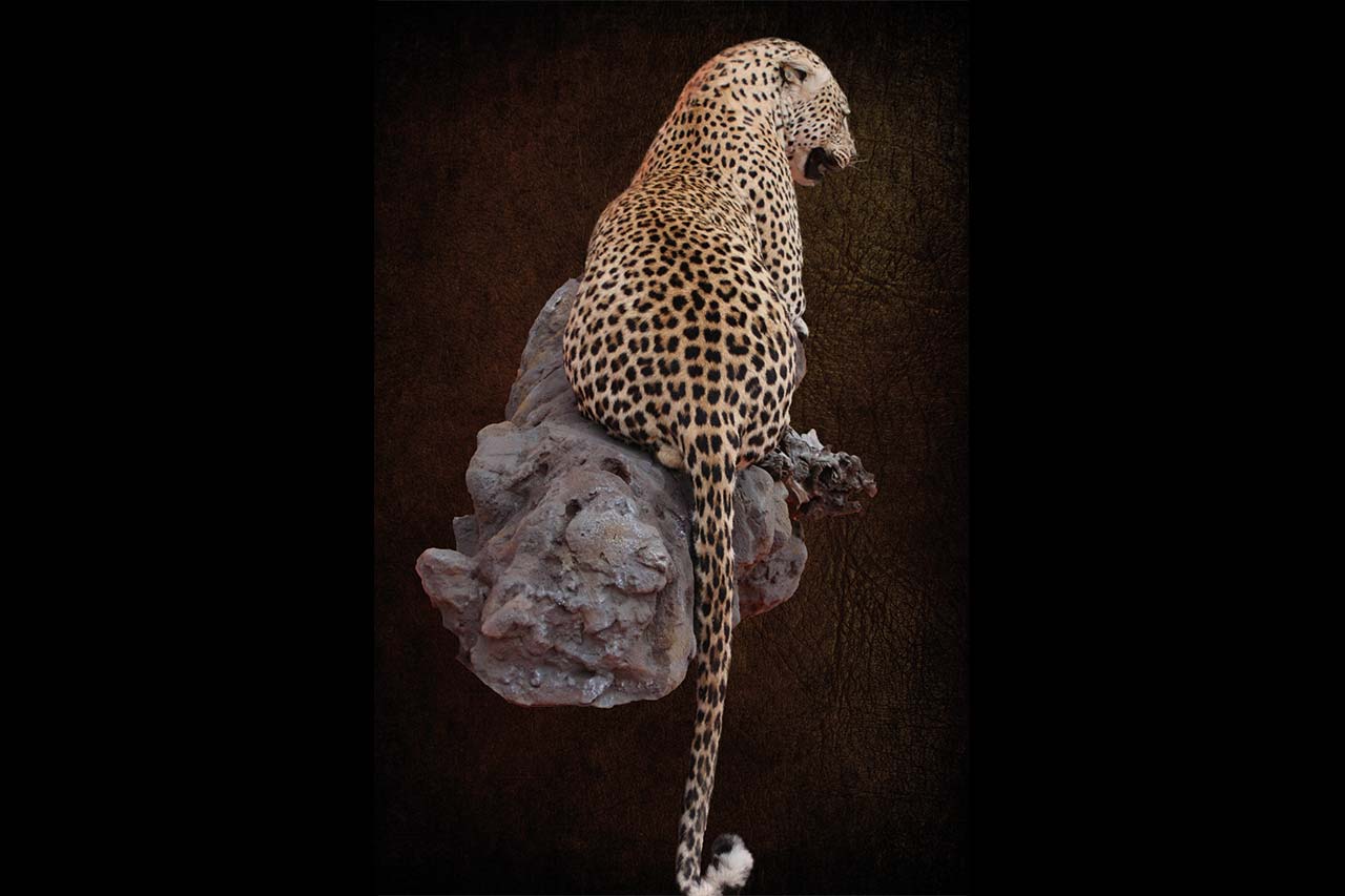 leopard-lying-on-rock-3