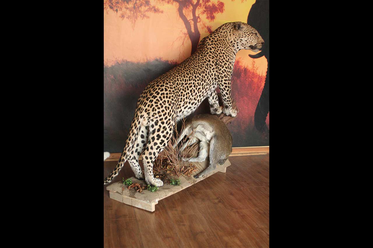 leopard-with-klipspringer-kill-on-floor-base-2