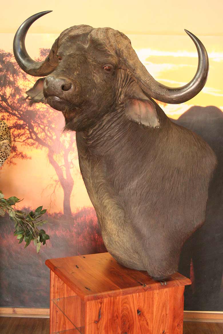 Buffalo Custom Pedestal
