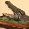 Crocodile Head mount out the water Gallery 1
