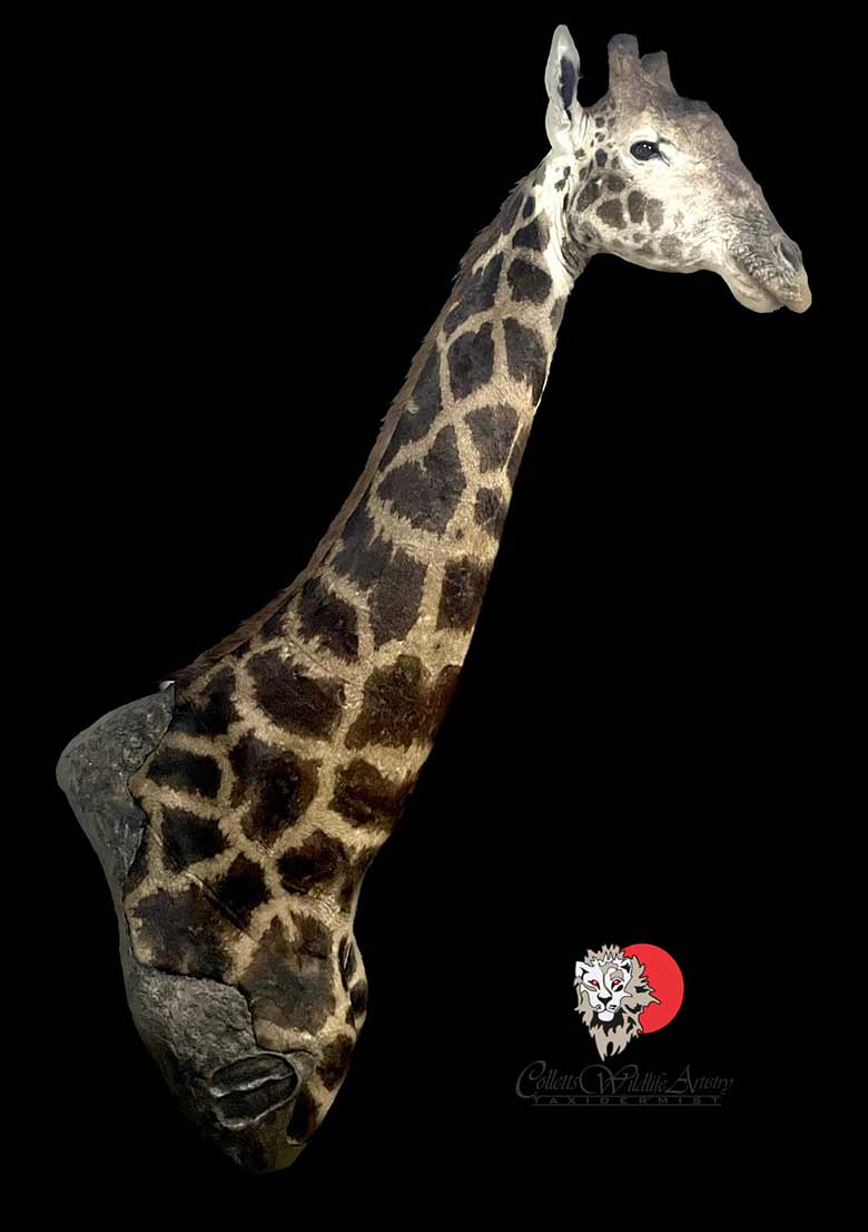 Giraffe Offset Shoulder main image