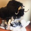 Muskox Lifesize with twe Arctic Foxes-Gall1
