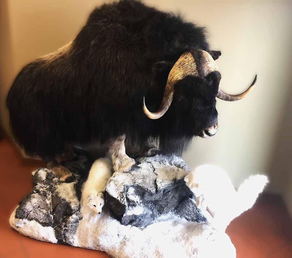 Muskox Lifesize with twe Arctic Foxes-Gall1
